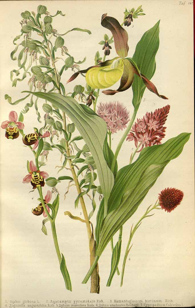 no HD illustration available (3)