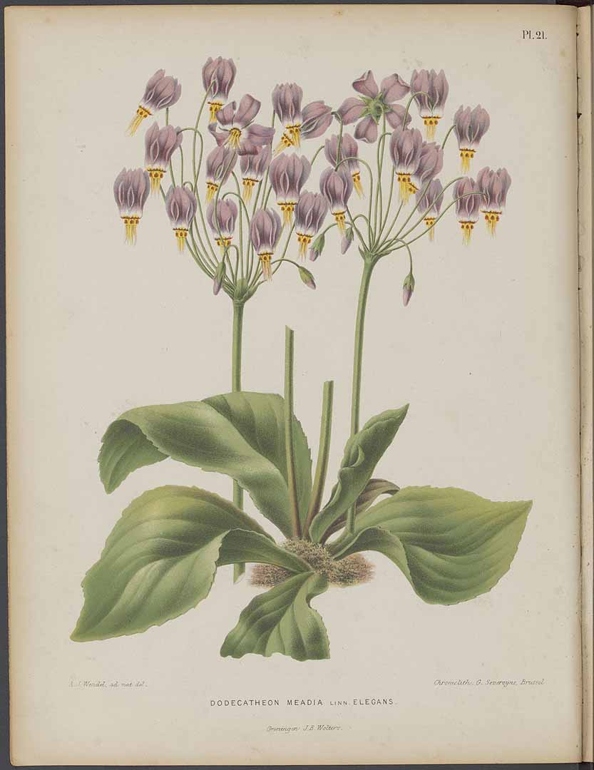 no HD illustration available (3)