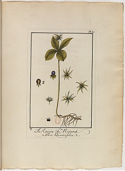 no HD illustration available (3)