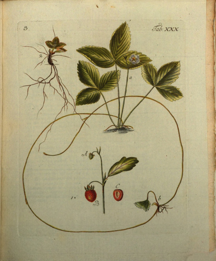 no HD illustration available (3)