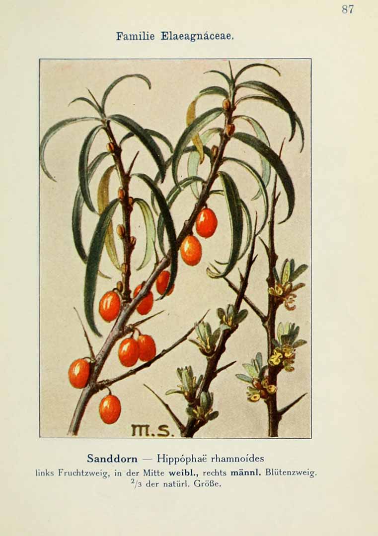 no HD illustration available (3)