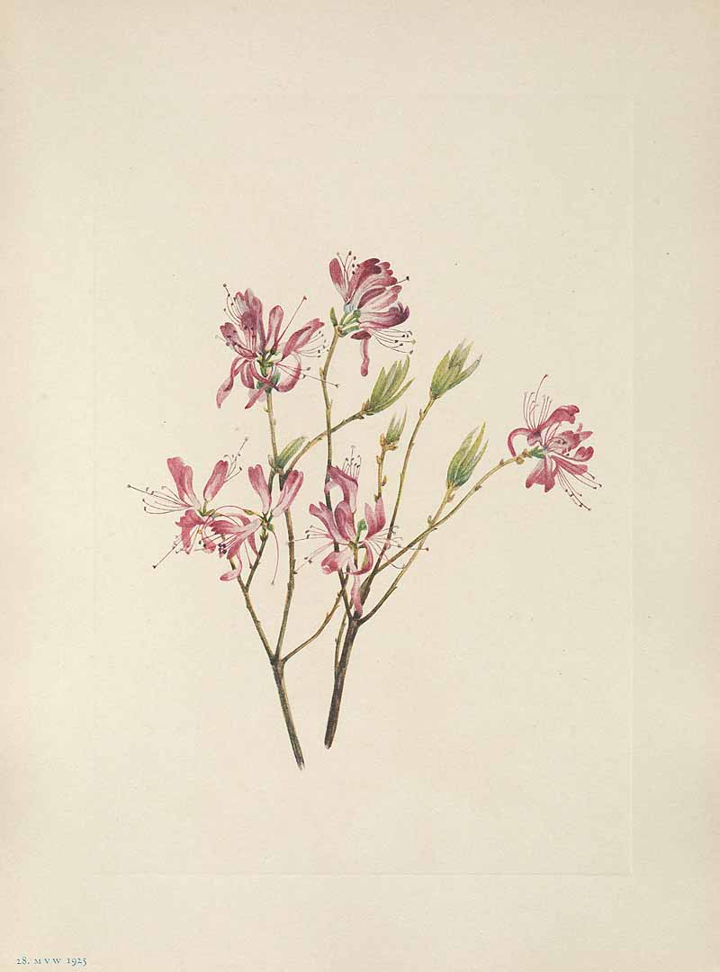 no HD illustration available (3)