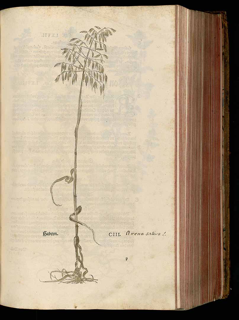 no HD illustration available (3)