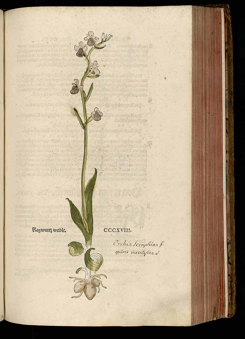 no HD illustration available (3)