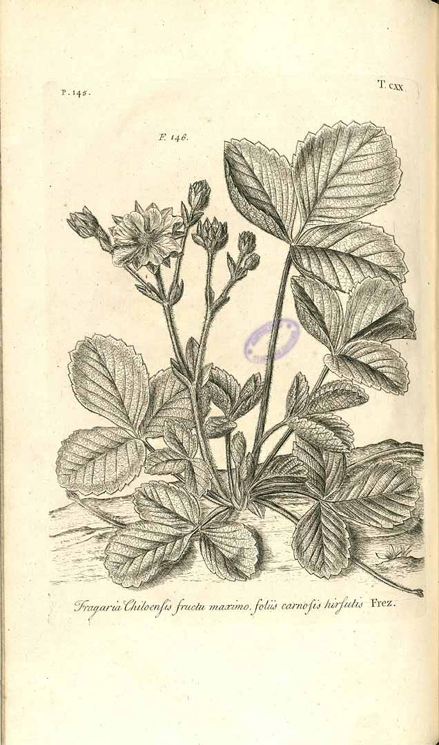 no HD illustration available (3)