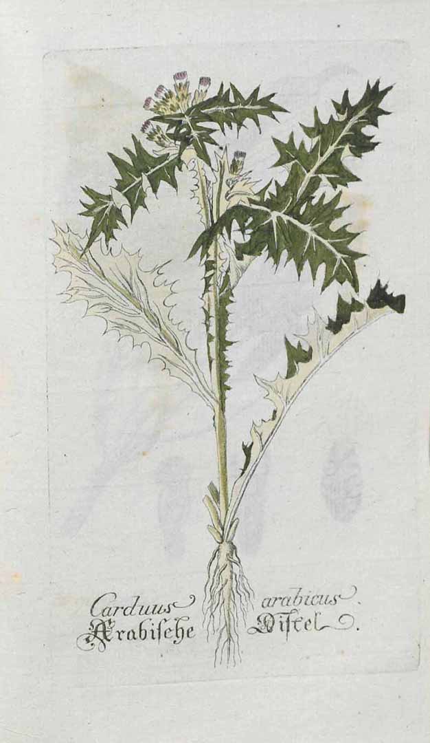 no HD illustration available (3)