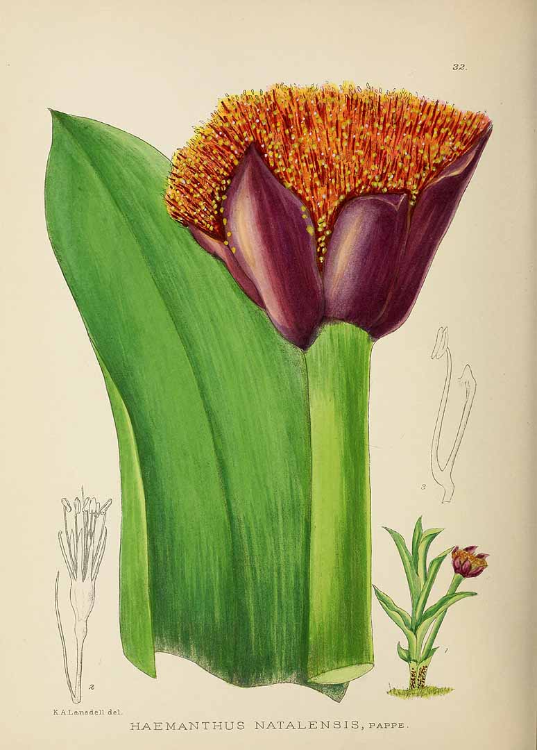 no HD illustration available