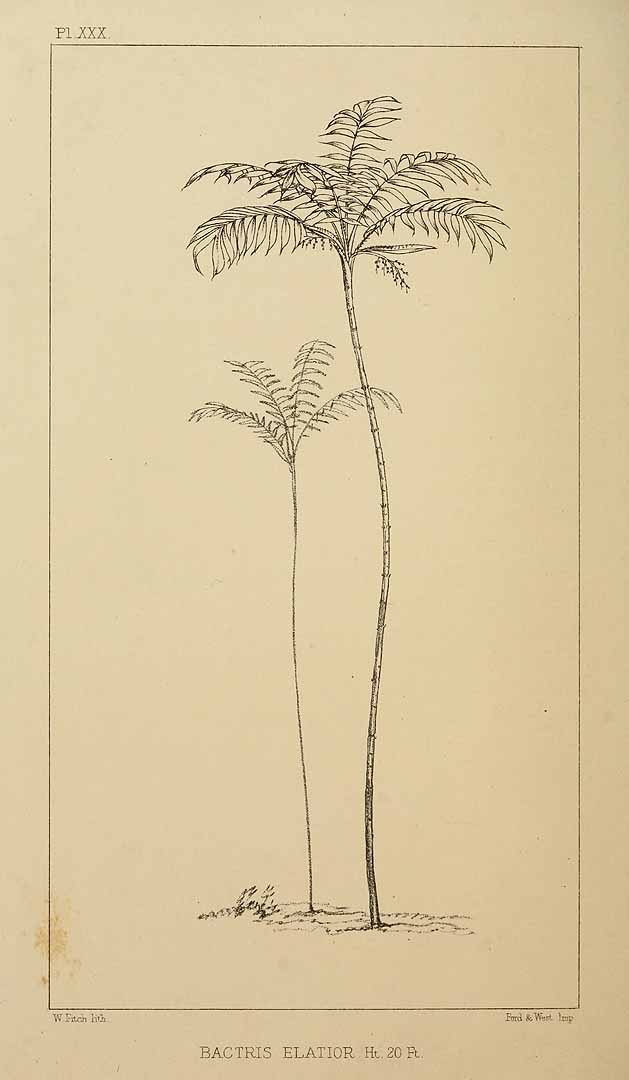 no HD illustration available (3)