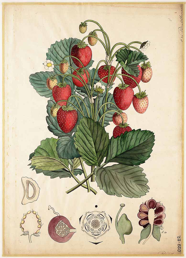 no HD illustration available (3)