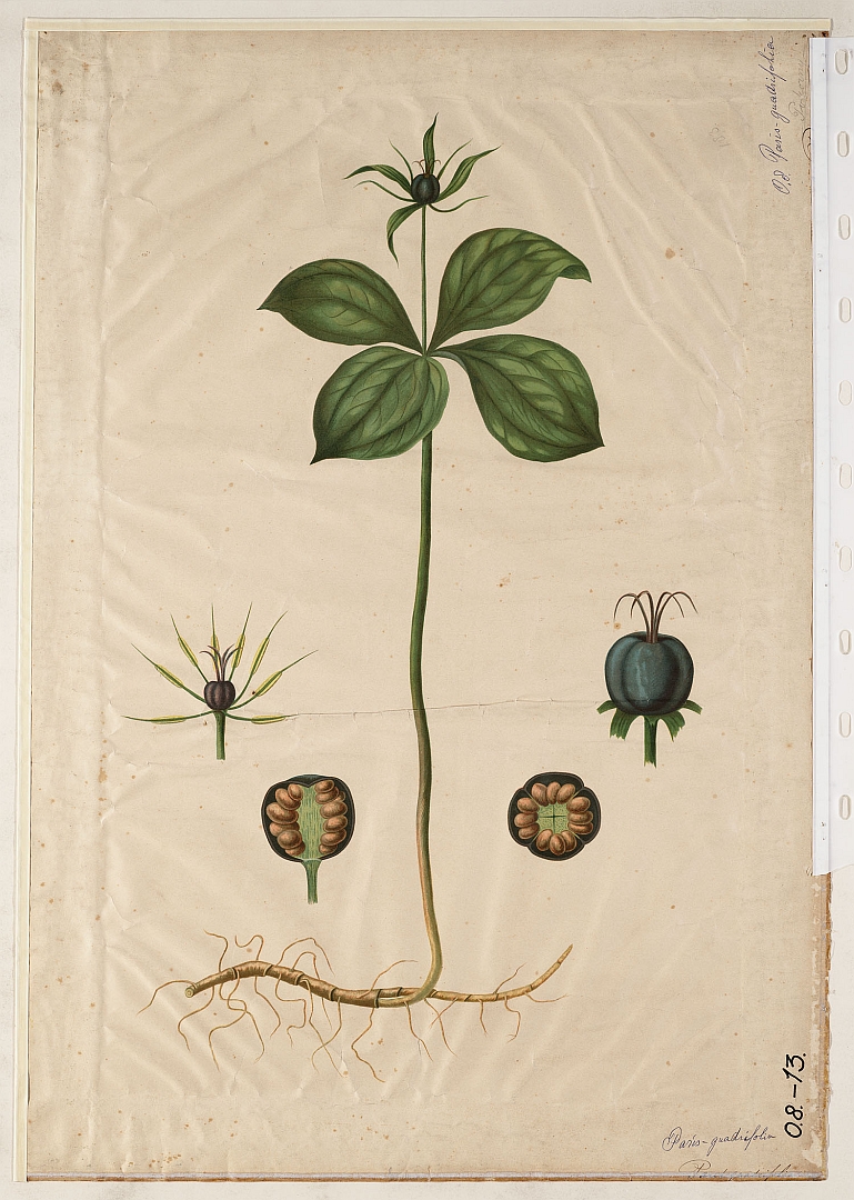 no HD illustration available (3)