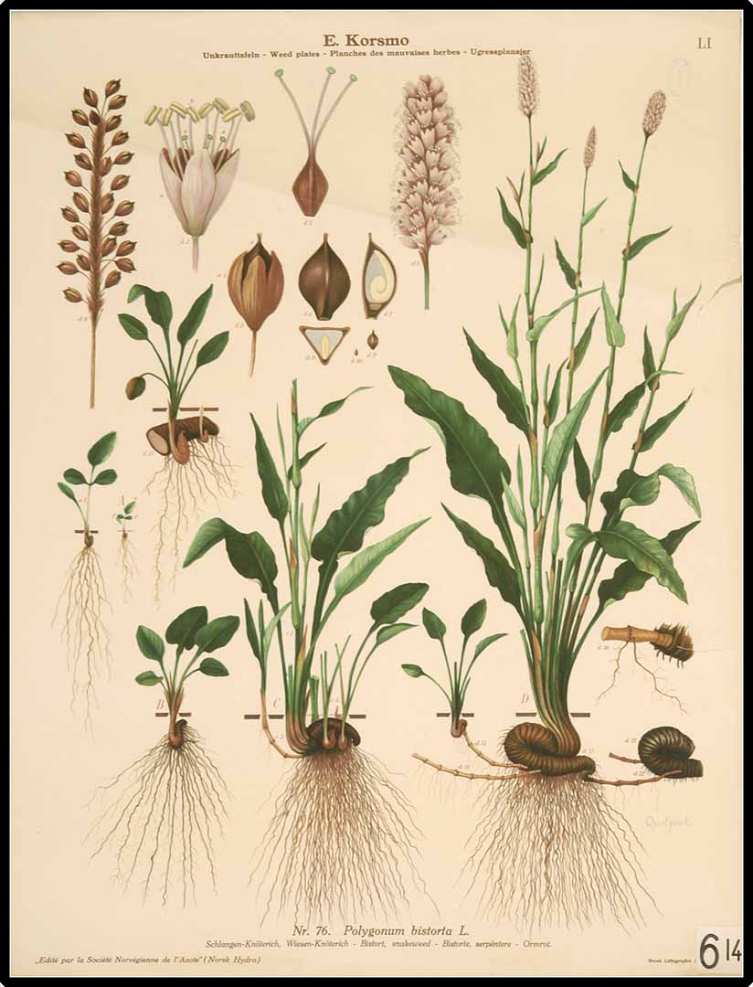 no HD illustration available (3)