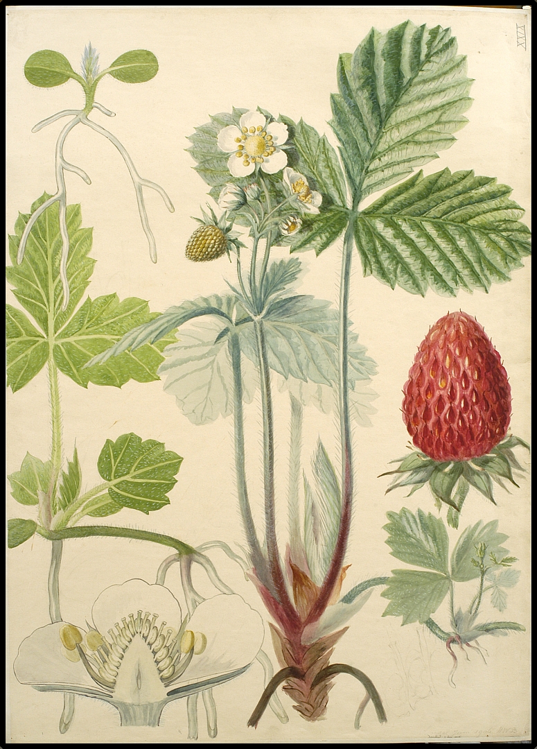 no HD illustration available (3)