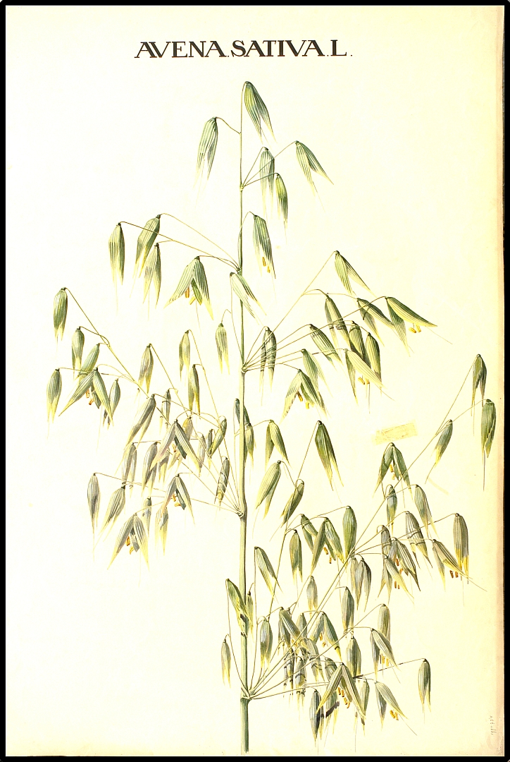 no HD illustration available (3)