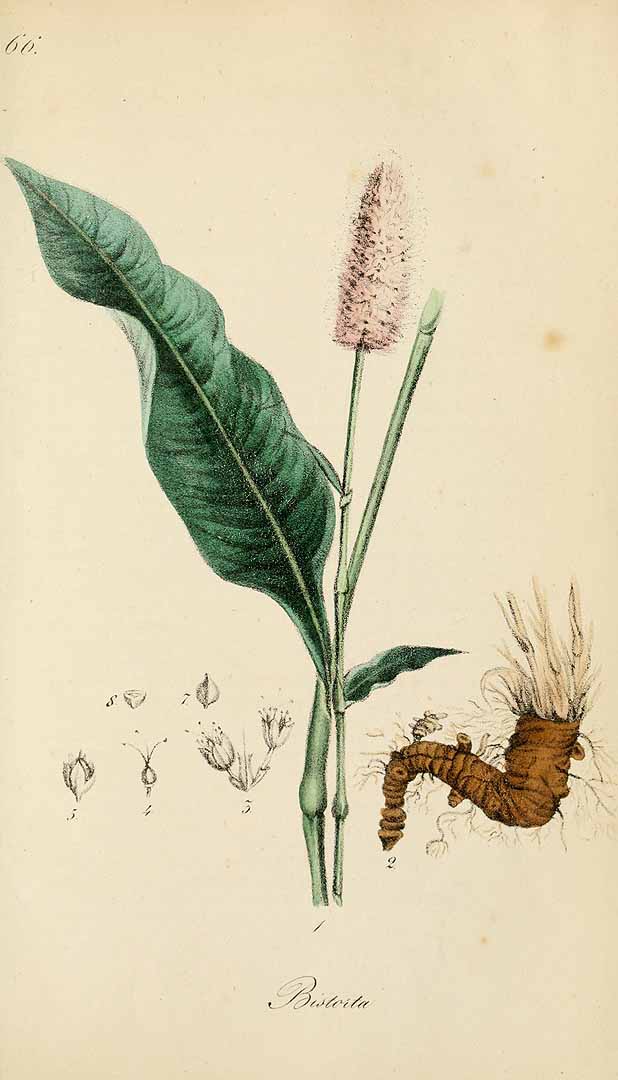 no HD illustration available (3)