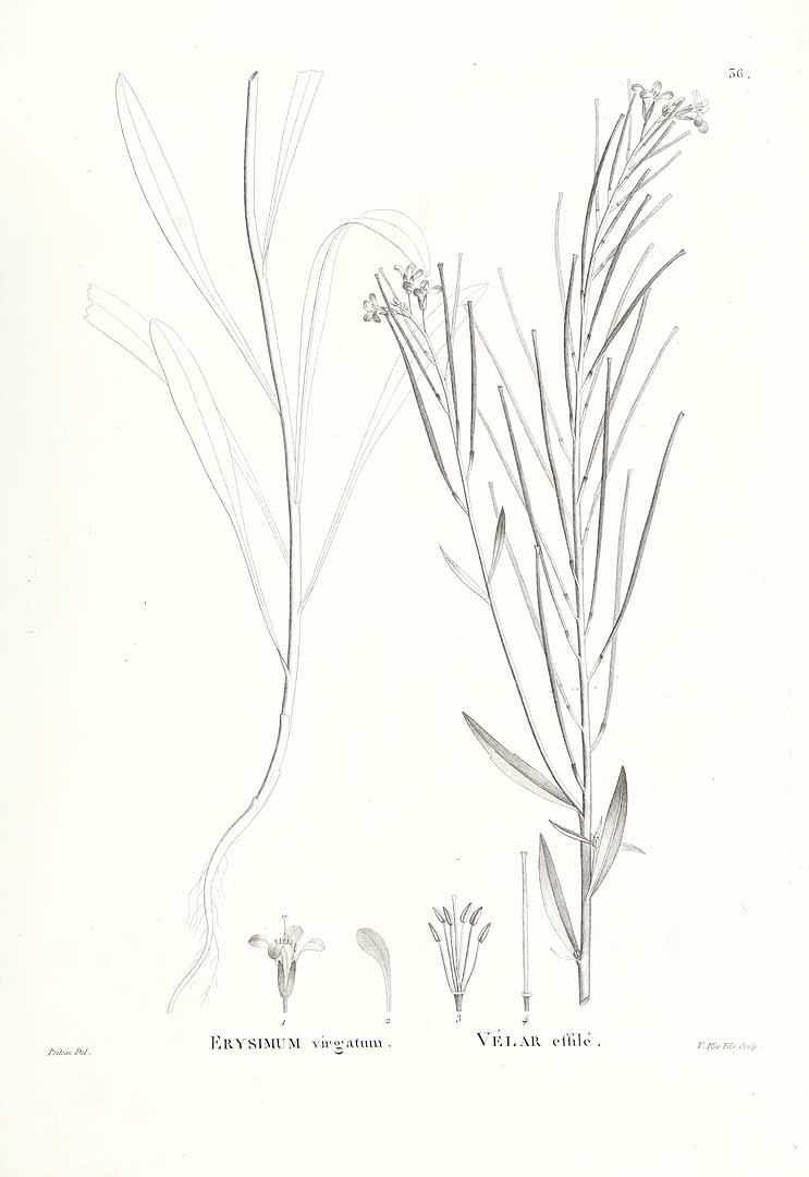 no HD illustration available (3)