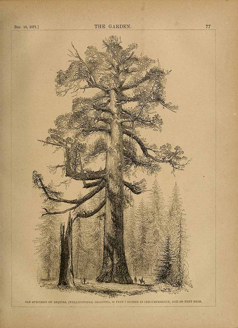 no HD illustration available (3)