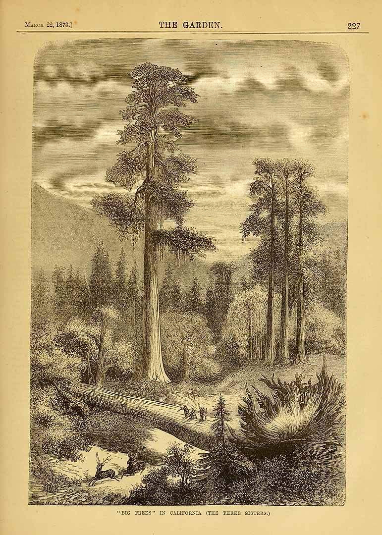 no HD illustration available (3)