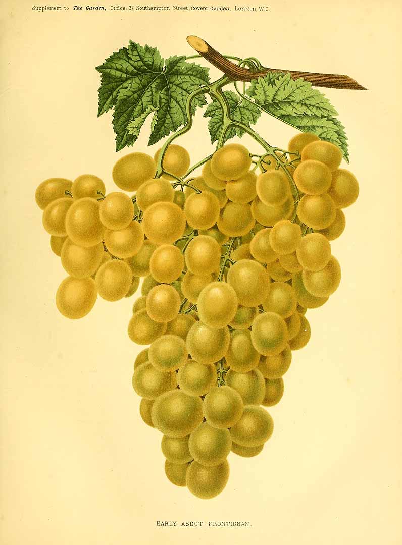 no HD illustration available (3)