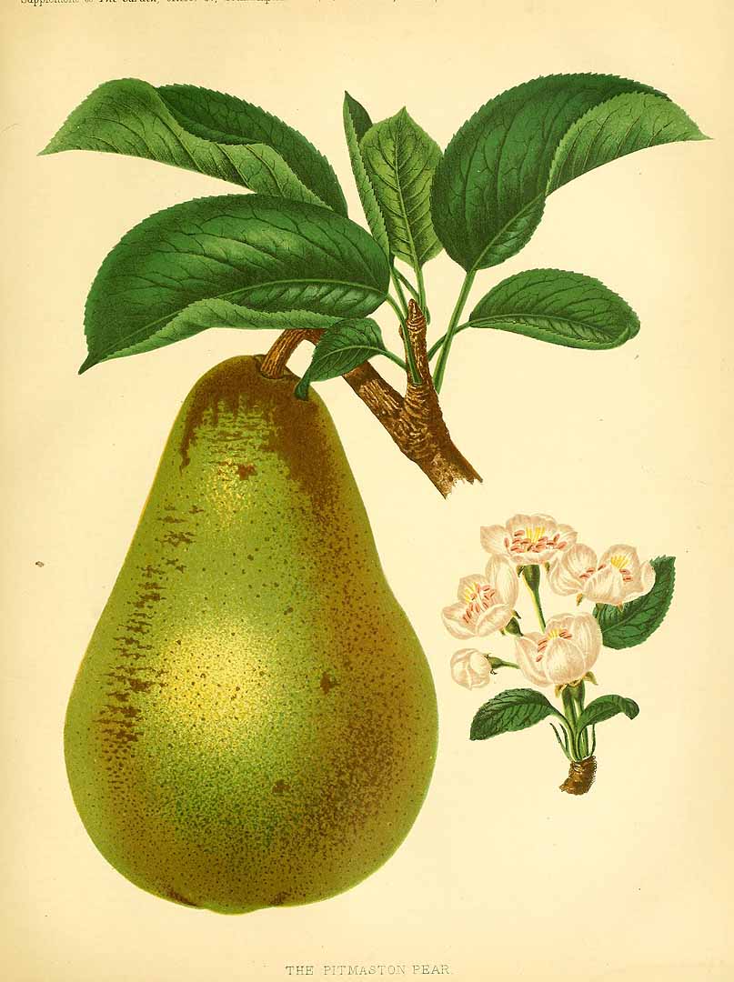 no HD illustration available (3)