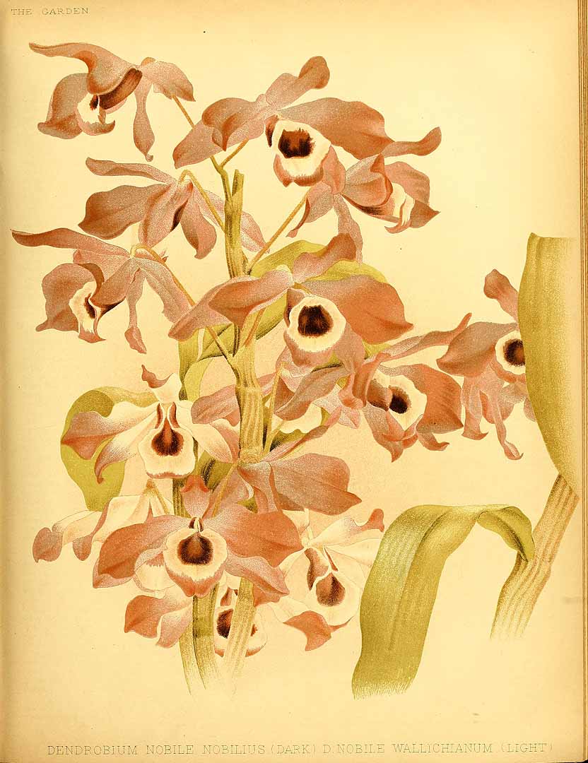 no HD illustration available (3)