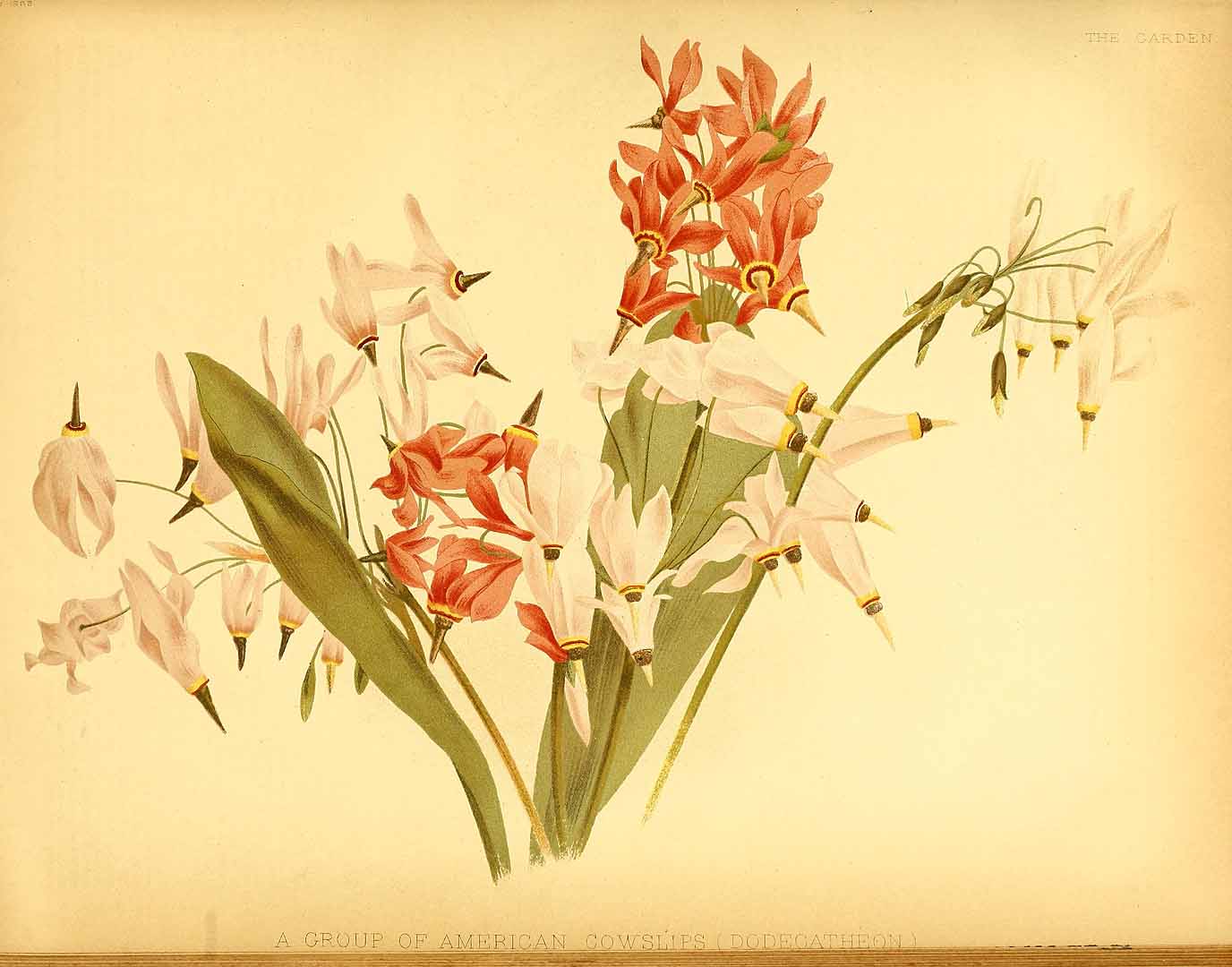 no HD illustration available (3)