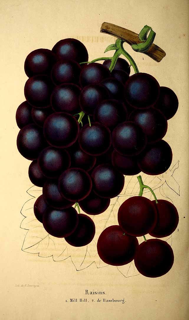 no HD illustration available (3)