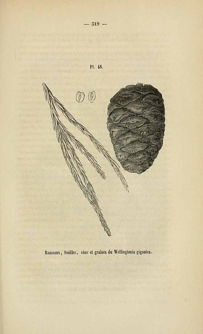 no HD illustration available (3)