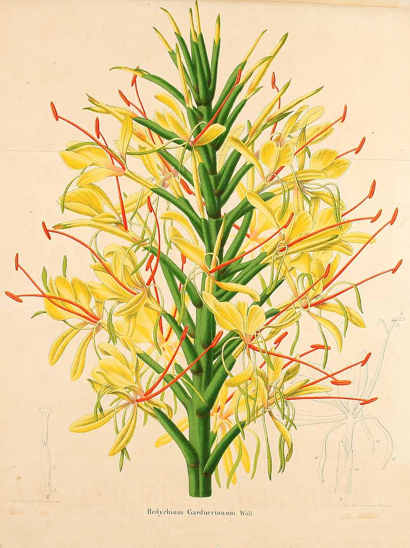 no HD illustration available (3)