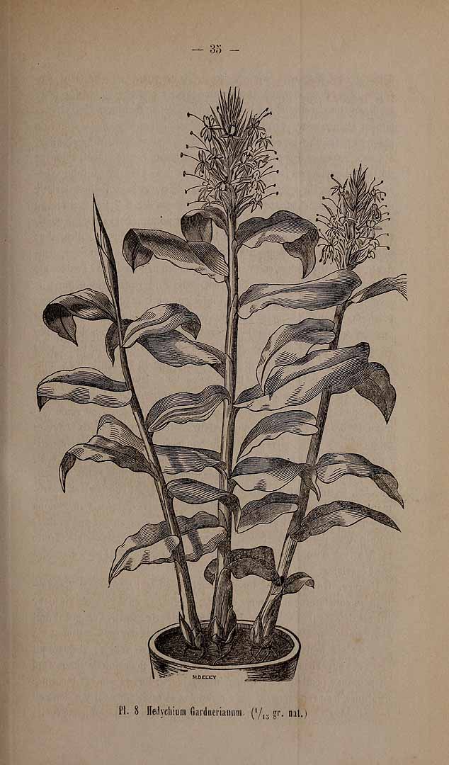 no HD illustration available (3)