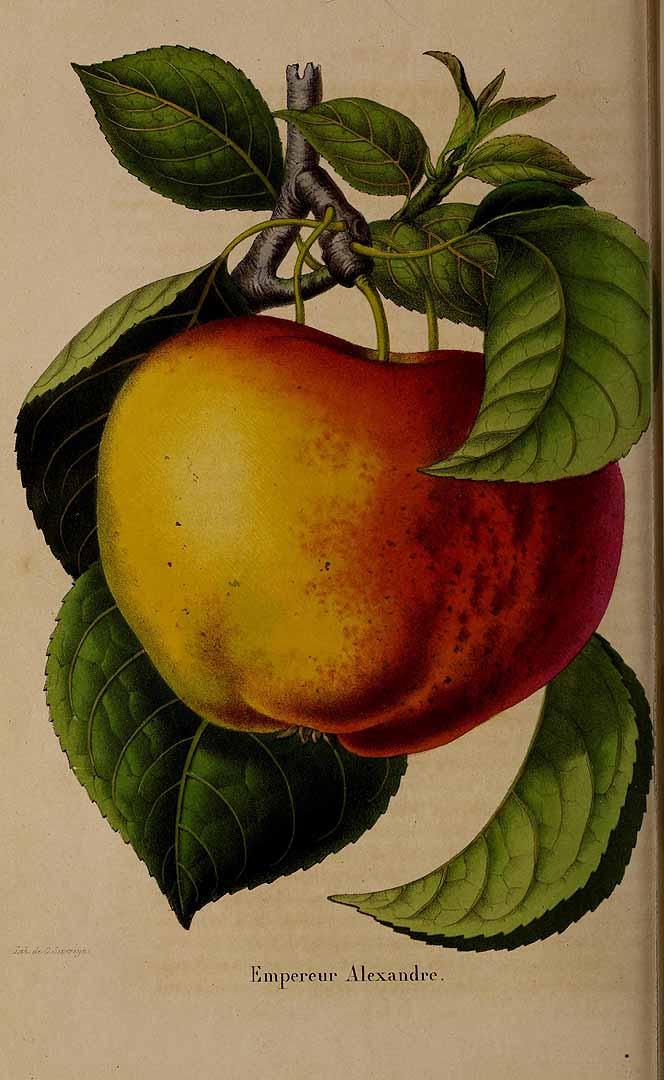 no HD illustration available (3)