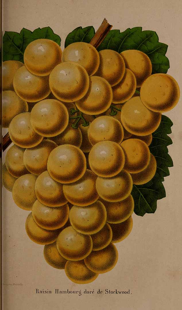 no HD illustration available (3)