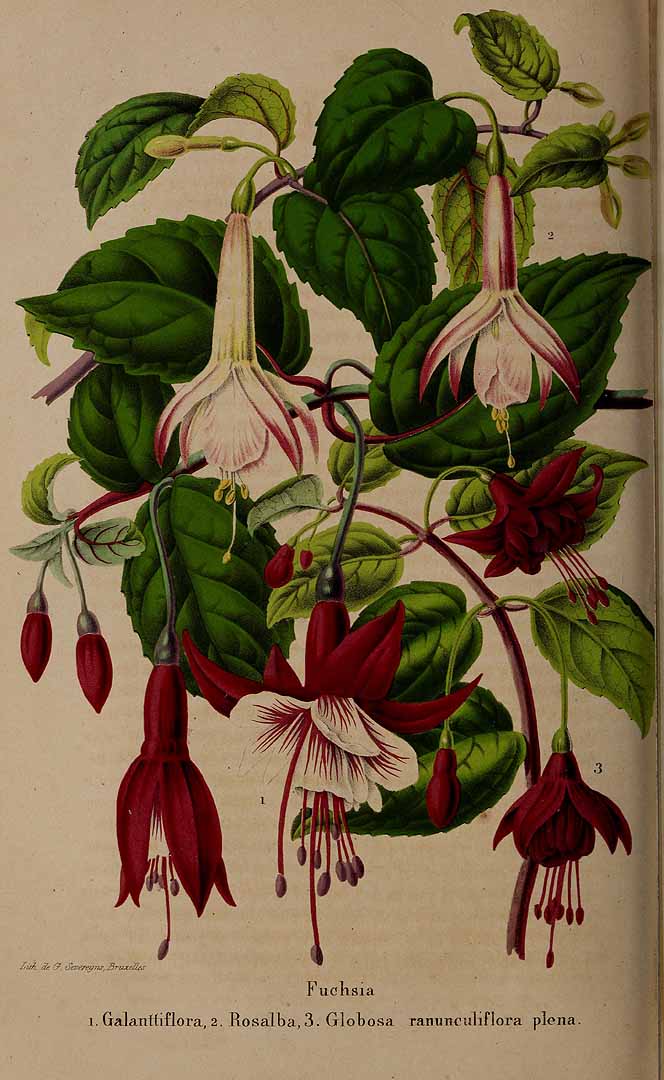 no HD illustration available (3)