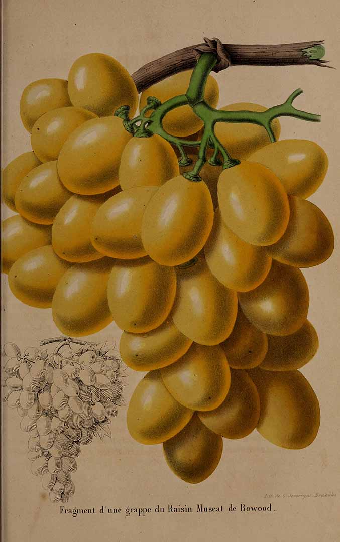 no HD illustration available (3)