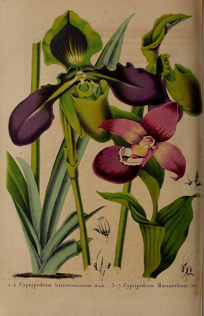 no HD illustration available (3)