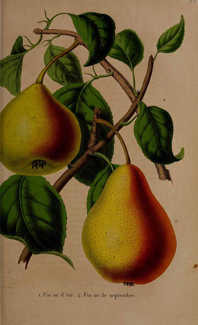 no HD illustration available (3)