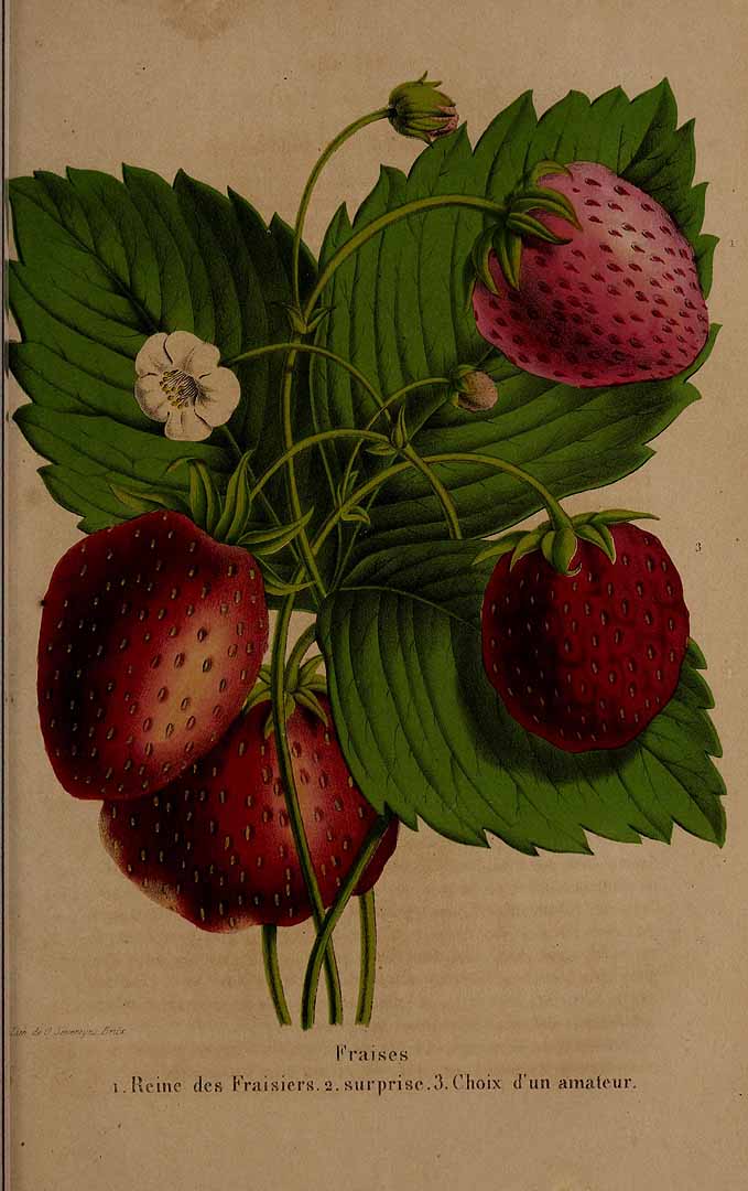 no HD illustration available (3)