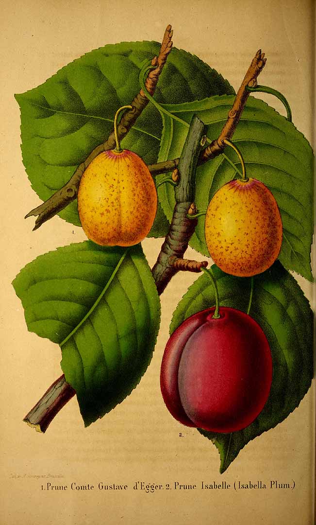 no HD illustration available (3)