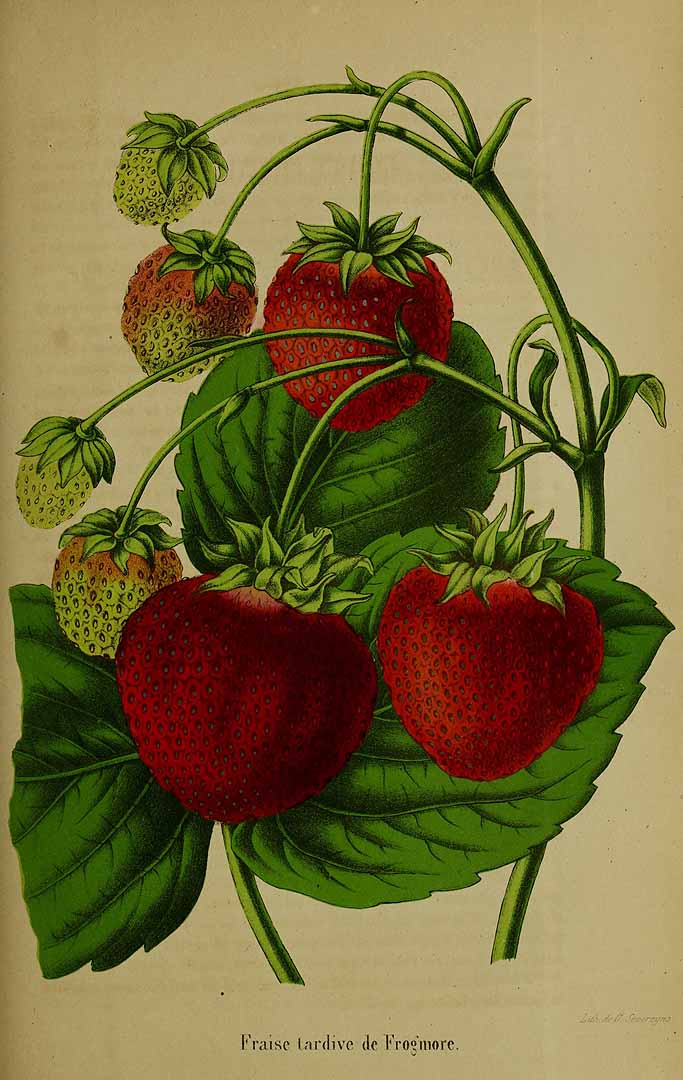 no HD illustration available (3)