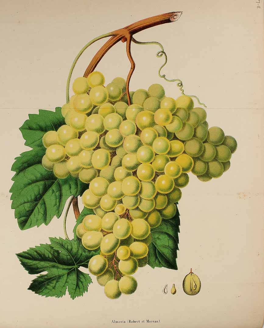 no HD illustration available (3)