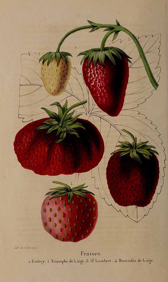 no HD illustration available (3)