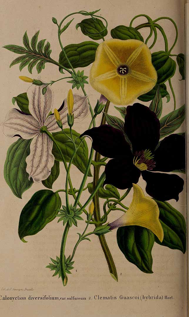 no HD illustration available (3)