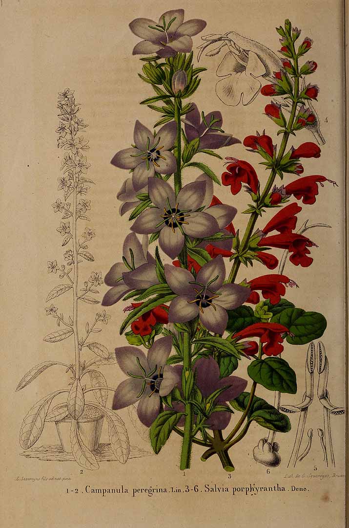 no HD illustration available (3)