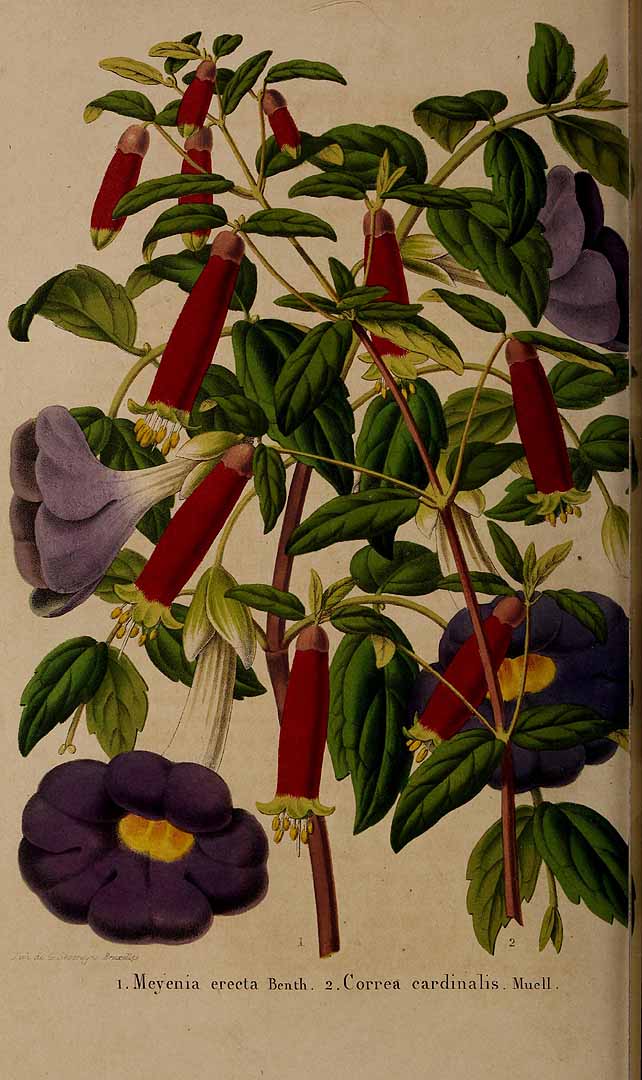 no HD illustration available (3)