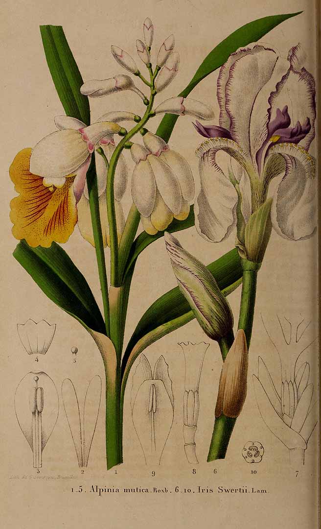 no HD illustration available (3)