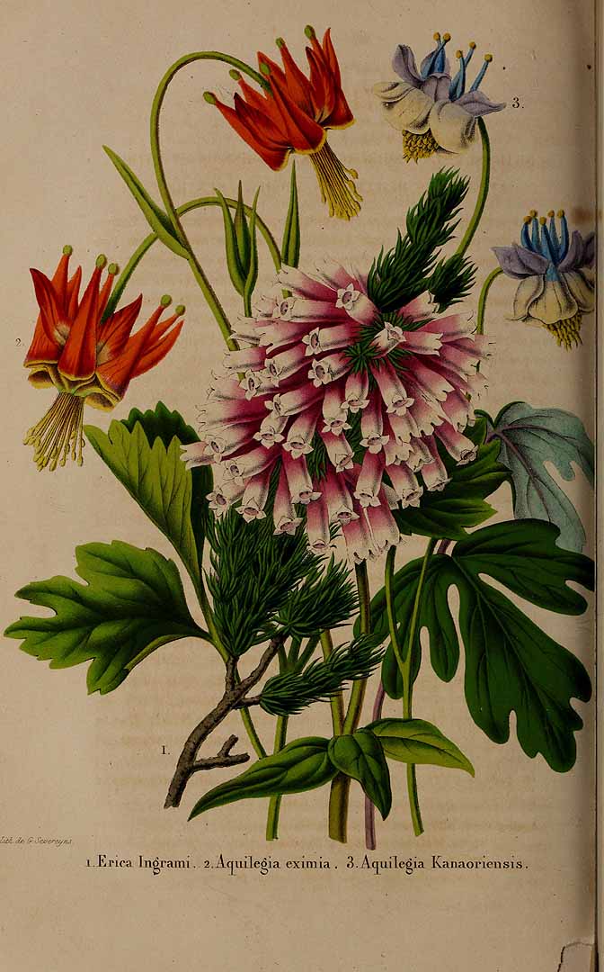 no HD illustration available (3)