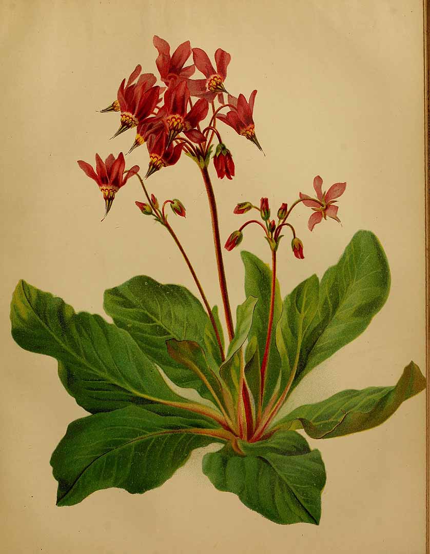 no HD illustration available (3)