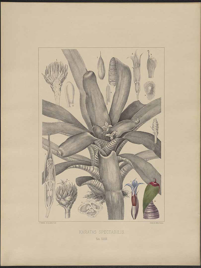 no HD illustration available (3)