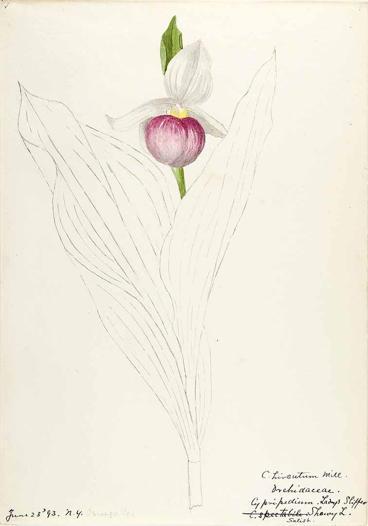 no HD illustration available (3)