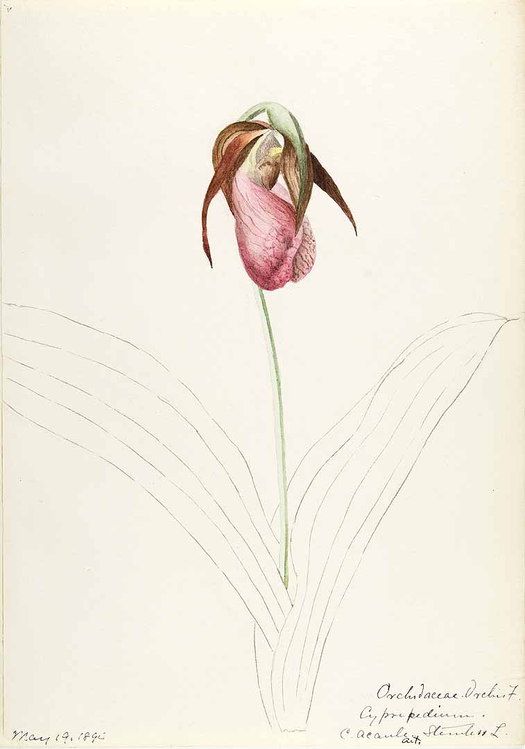 no HD illustration available (3)