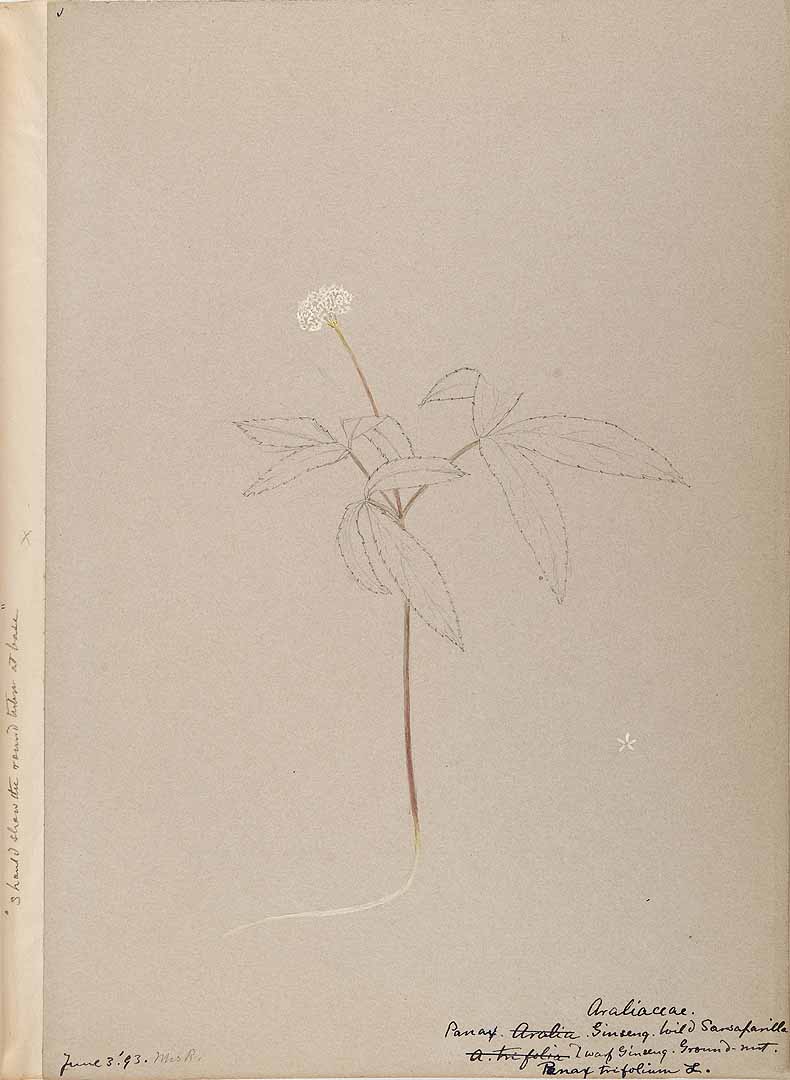 no HD illustration available (3)